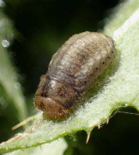 Réf. 221 579 : Chrysolina sp.